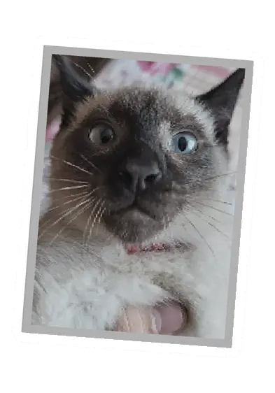 Unturned Poster icon