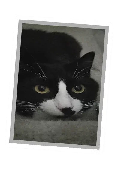 Unturned Poster item icon