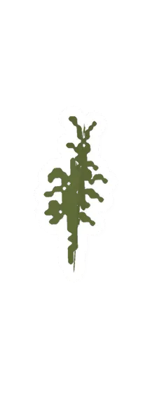 Tea Plant