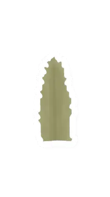 Agave