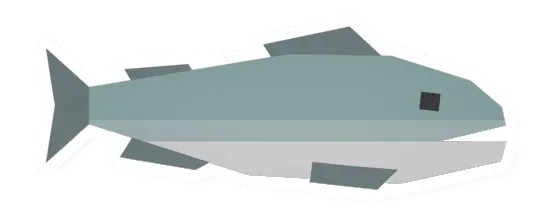 Raw Salmon