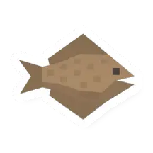 Raw Flounder