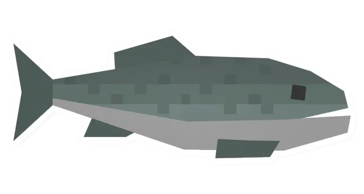 Raw Giant Sea Bass
