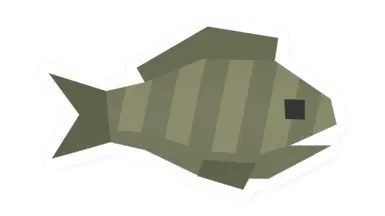 Raw Perch