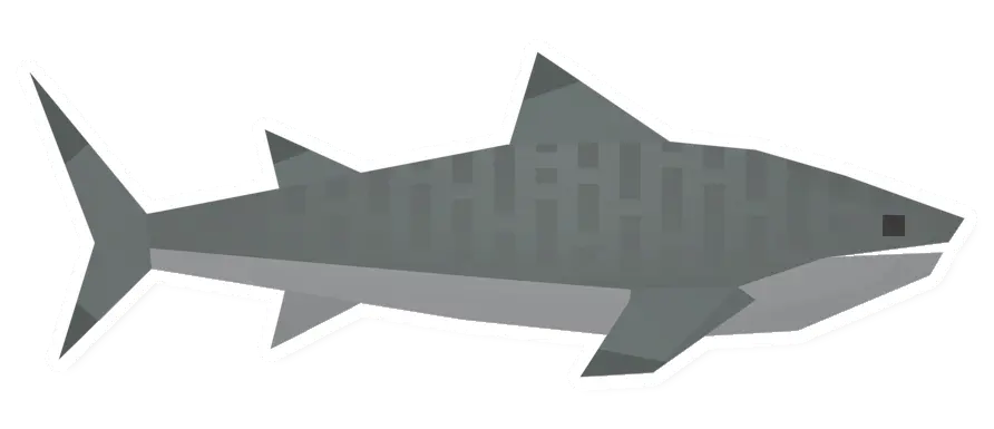 Raw Tiger Shark
