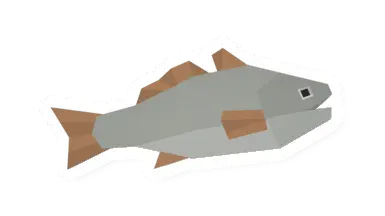 Silver Perch