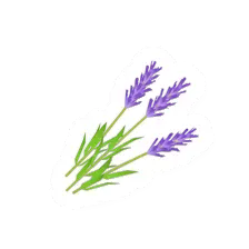 Purple Flower