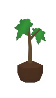 Maple Sapling