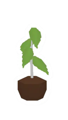 Birch Sapling