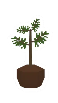 Pine Sapling