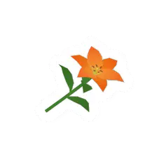 Orange Flower