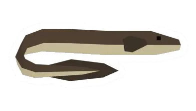 Raw Eel