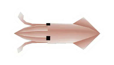 Raw Spear Squid