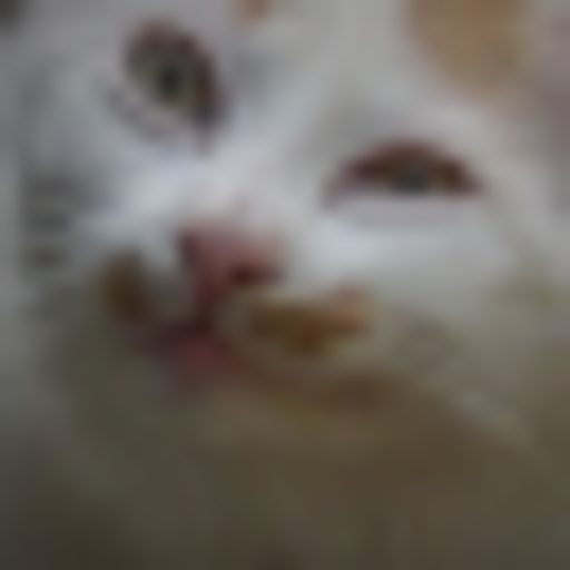 Cat Server server icon