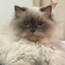 Server Icon